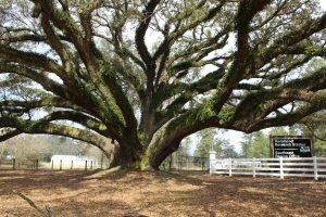 Oak Trees with a Large Canopy-min